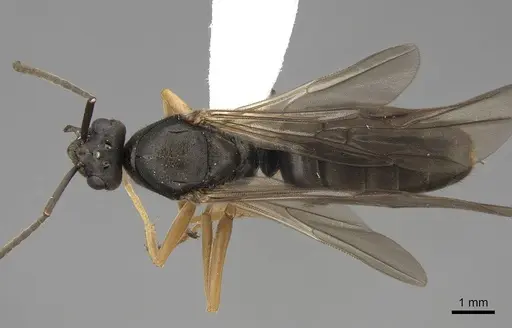 Formica transmontanis specimen CASENT0843946 image casent0843946_1