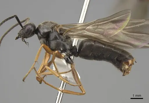 Formica transmontanis specimen CASENT0843946 image casent0843946_3
