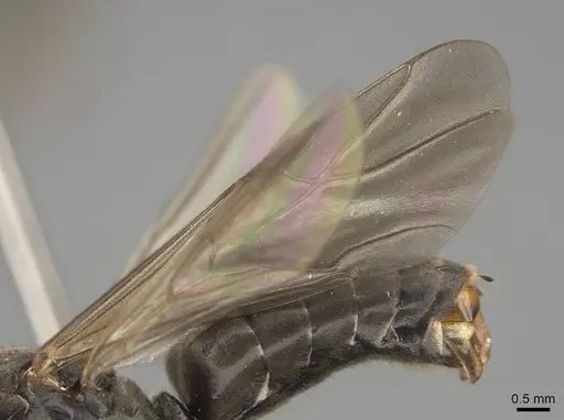 Formica transmontanis specimen CASENT0843946 image casent0843946_4