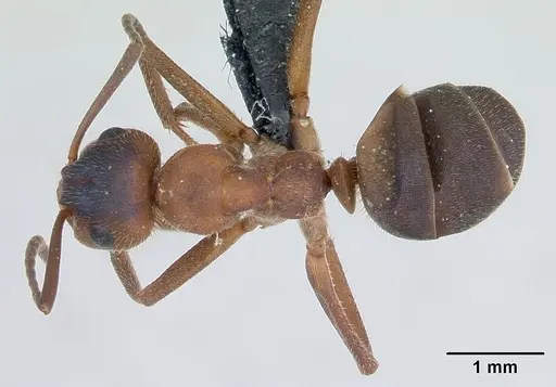 Formica truncorum specimen CASENT0173144 image casent0173144_1