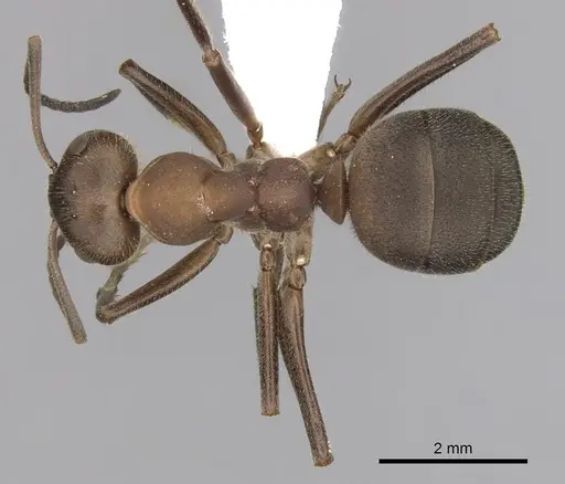 Formica truncorum specimen CASENT0280411 image casent0280411_1