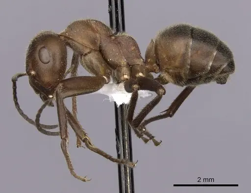Formica truncorum specimen CASENT0280411 image casent0280411_3
