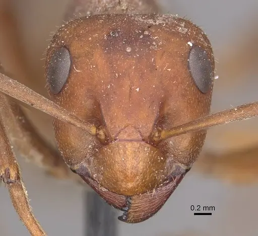 Formica truncorum specimen CASENT0911087 image casent0911087_2