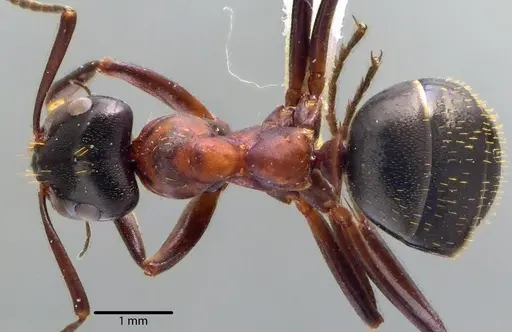 Formica ulkei specimen ANTWEB1041667 image antweb1041667_1