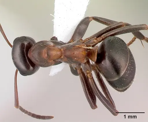 Formica ulkei specimen CASENT0179860 image casent0179860_1
