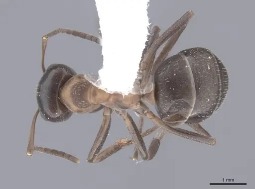 Formica ulkei specimen FMNHINS0000062557 image fmnhins0000062557_1