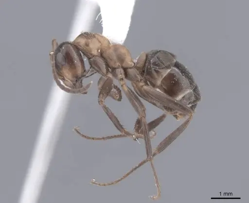 Formica ulkei specimen FMNHINS0000062557 image fmnhins0000062557_3