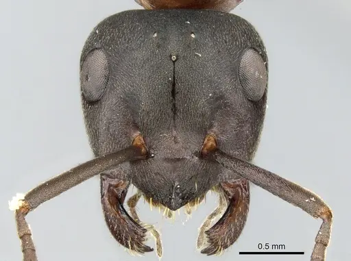 Formica uralensis specimen CASENT0906303 image casent0906303_2