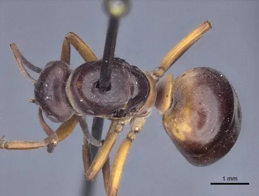 Formica uralensis specimen CASENT0916652 image casent0916652_1