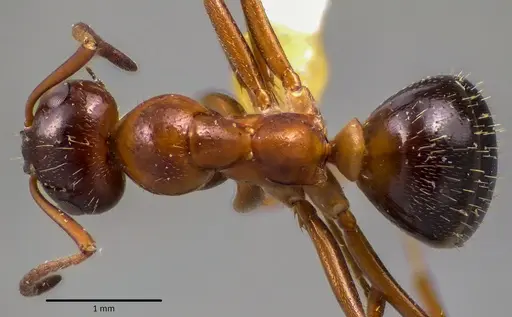 Formica vinculans specimen ANTWEB1041621 image antweb1041621_1