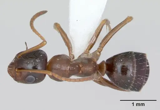Formica vinculans specimen CASENT0172888 image casent0172888_1