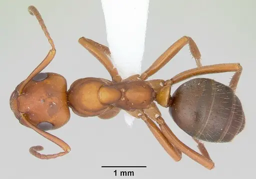 Formica wheeleri specimen CASENT0173021 image casent0173021_1