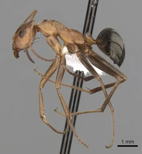 Formica xerophila specimen CASENT0280371 image casent0280371_3