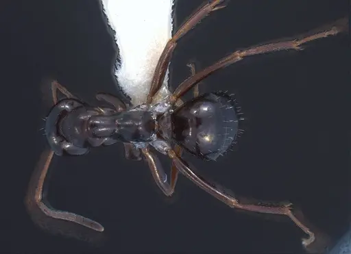 Formica yoshiokae specimen ANTWEB1008426 image antweb1008426_1