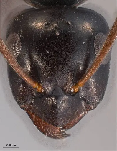 Formica yoshiokae specimen ANTWEB1008427 image antweb1008427_2
