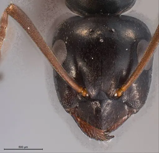 Formica yoshiokae specimen ANTWEB1008427 image antweb1008427_3