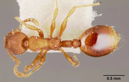 Formicoxenus diversipilosus specimen CASENT0003227 image casent0003227_1