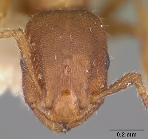 Formicoxenus diversipilosus specimen CASENT0003227 image casent0003227_2
