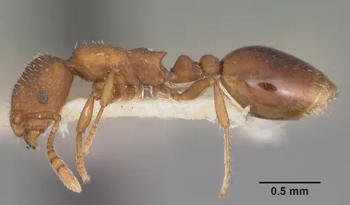 Formicoxenus diversipilosus specimen CASENT0003227 image casent0003227_3