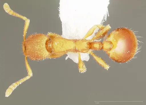 Formicoxenus diversipilosus specimen CASENT0005680 image casent0005680_1