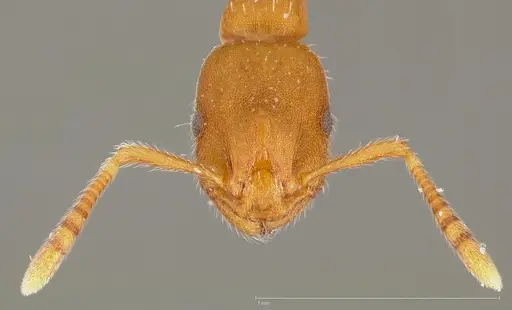 Formicoxenus diversipilosus specimen CASENT0005680 image casent0005680_2