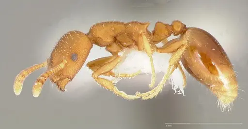 Formicoxenus diversipilosus specimen CASENT0005680 image casent0005680_3