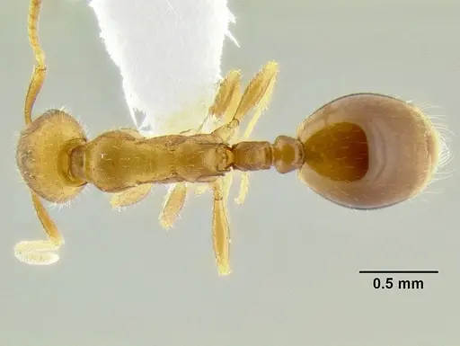 Formicoxenus diversipilosus specimen CASENT0106244 image casent0106244_1