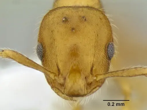 Formicoxenus diversipilosus specimen CASENT0106244 image casent0106244_2