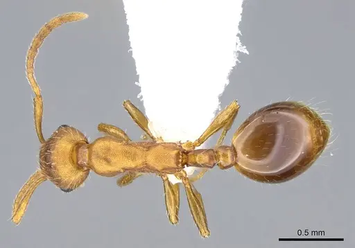 Formicoxenus diversipilosus specimen CASENT0914973 image casent0914973_1