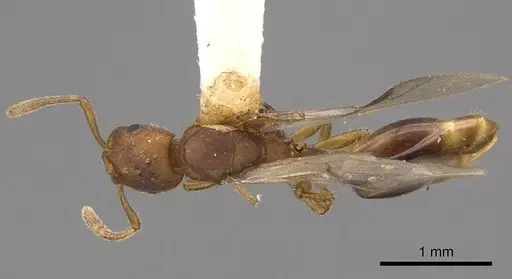 Formicoxenus diversipilosus specimen CASENT0923055 image casent0923055_1