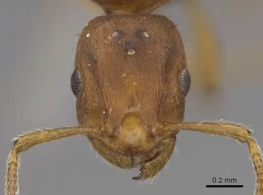 Formicoxenus diversipilosus specimen CASENT0923055 image casent0923055_2