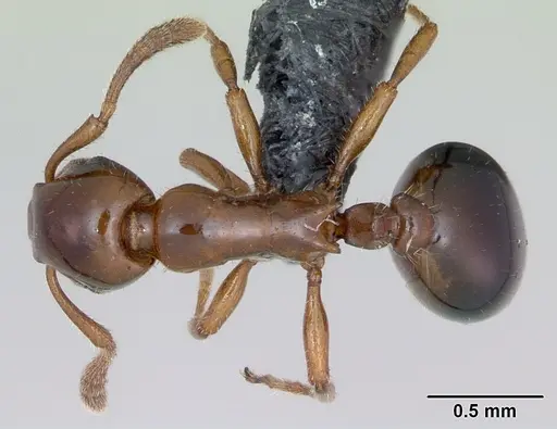 Formicoxenus nitidulus specimen CASENT0173159 image casent0173159_1
