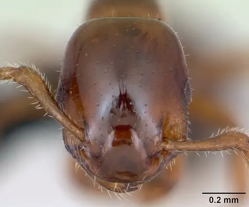 Formicoxenus nitidulus specimen CASENT0173159 image casent0173159_2