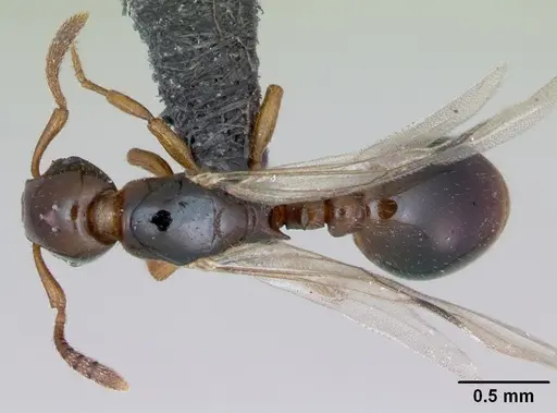 Formicoxenus nitidulus specimen CASENT0173160 image casent0173160_1