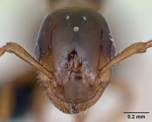 Formicoxenus nitidulus specimen CASENT0173160 image casent0173160_2