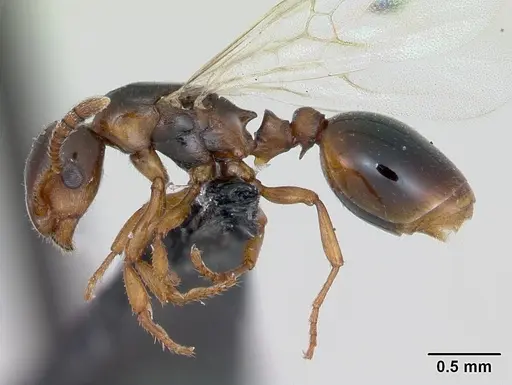 Formicoxenus nitidulus specimen CASENT0173160 image casent0173160_3