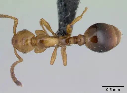 Formicoxenus nitidulus specimen CASENT0178346 image casent0178346_1