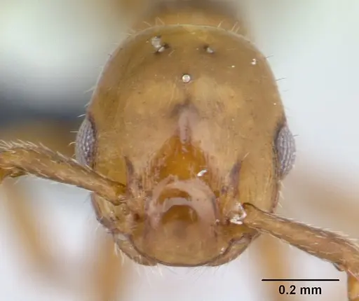 Formicoxenus nitidulus specimen CASENT0178346 image casent0178346_2