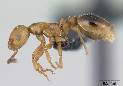 Formicoxenus nitidulus specimen CASENT0178346 image casent0178346_3