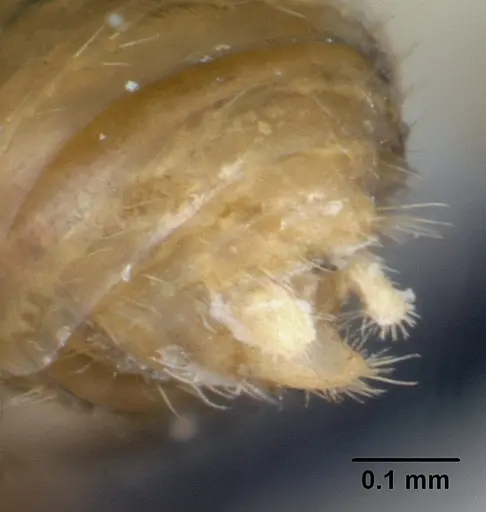 Formicoxenus nitidulus specimen CASENT0178346 image casent0178346_4