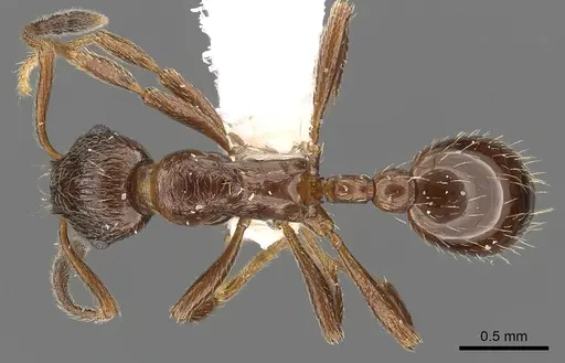 Formicoxenus nitidulus specimen CASENT0900336 image casent0900336_1