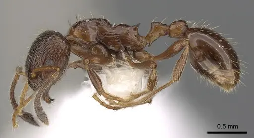 Formicoxenus nitidulus specimen CASENT0900336 image casent0900336_3