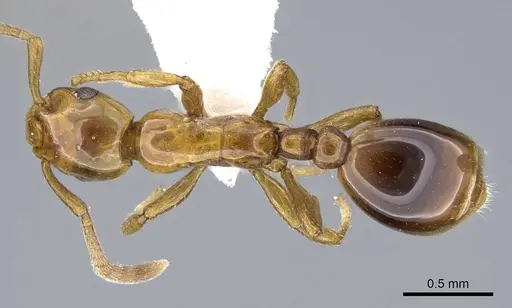 Formicoxenus nitidulus specimen CASENT0914974 image casent0914974_1