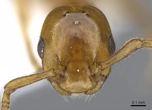 Formicoxenus nitidulus specimen CASENT0914974 image casent0914974_2