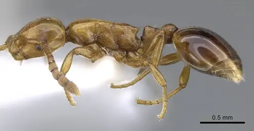 Formicoxenus nitidulus specimen CASENT0914974 image casent0914974_3