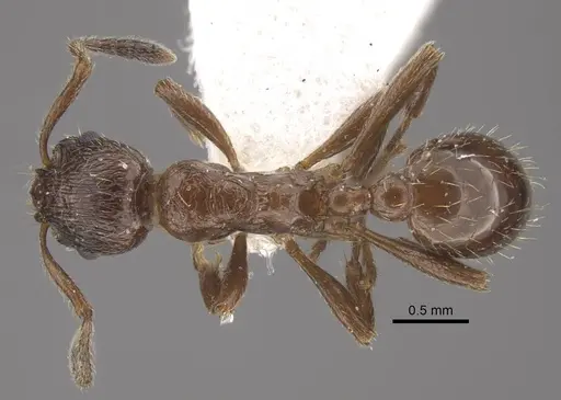 Formicoxenus nitidulus specimen CASENT0917700 image casent0917700_1