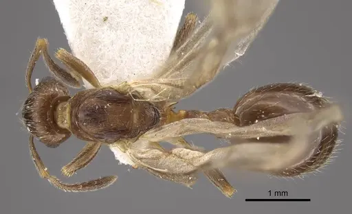 Formicoxenus nitidulus specimen CASENT0917700 image casent0917700_2