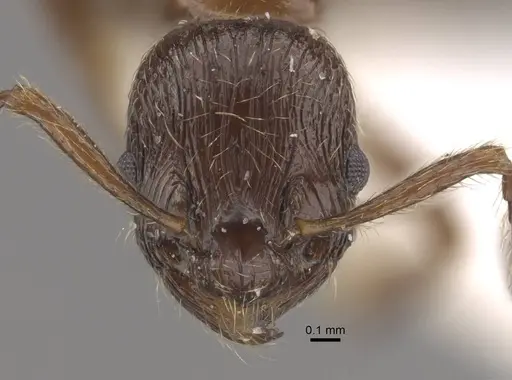 Formicoxenus nitidulus specimen CASENT0917700 image casent0917700_3