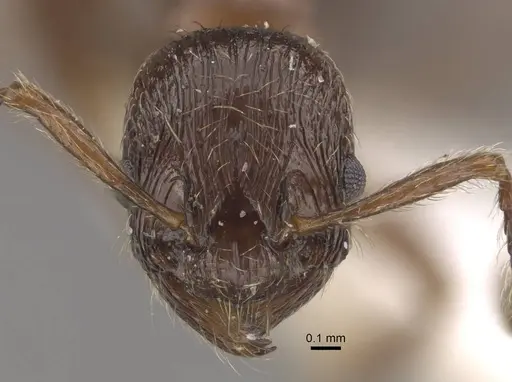 Formicoxenus nitidulus specimen CASENT0917700 image casent0917700_4