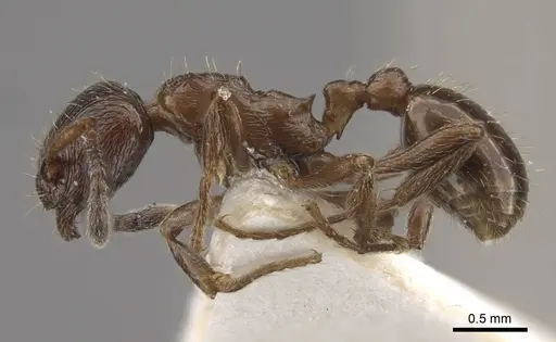 Formicoxenus nitidulus specimen CASENT0917700 image casent0917700_5
